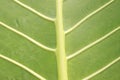 Close-Up of Giant Taro Leaf. ElephantÃ¢â¬â¢s-ears. Alocasia Macrorrhizos. Big Green Leaves Royalty Free Stock Photo